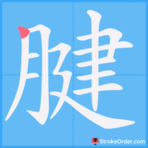 腱 Stroke Order Animation