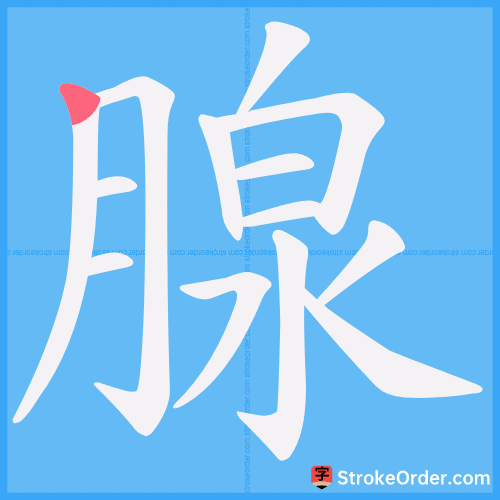 腺 Stroke Order Animation