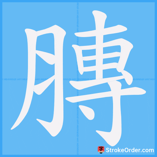 膞 Stroke Order Animation