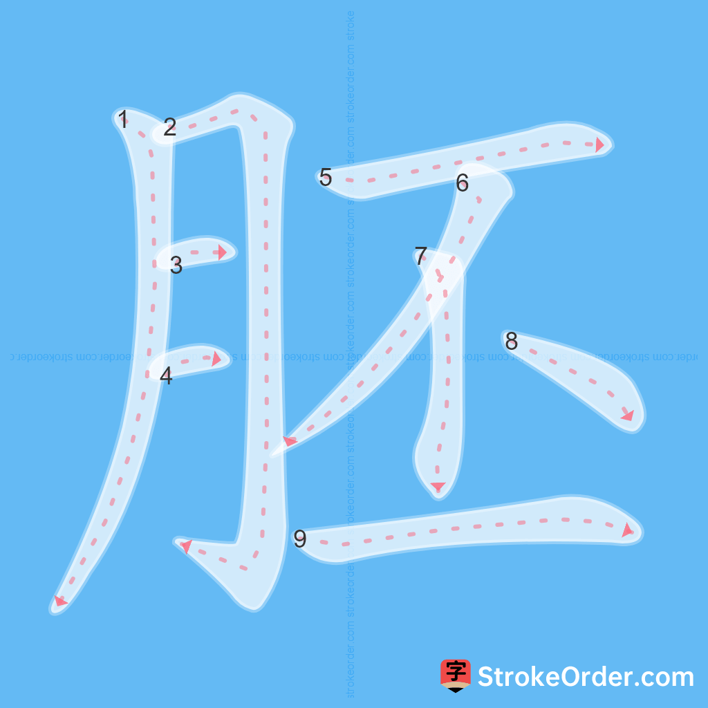 Standard stroke order for the Chinese character 胚
