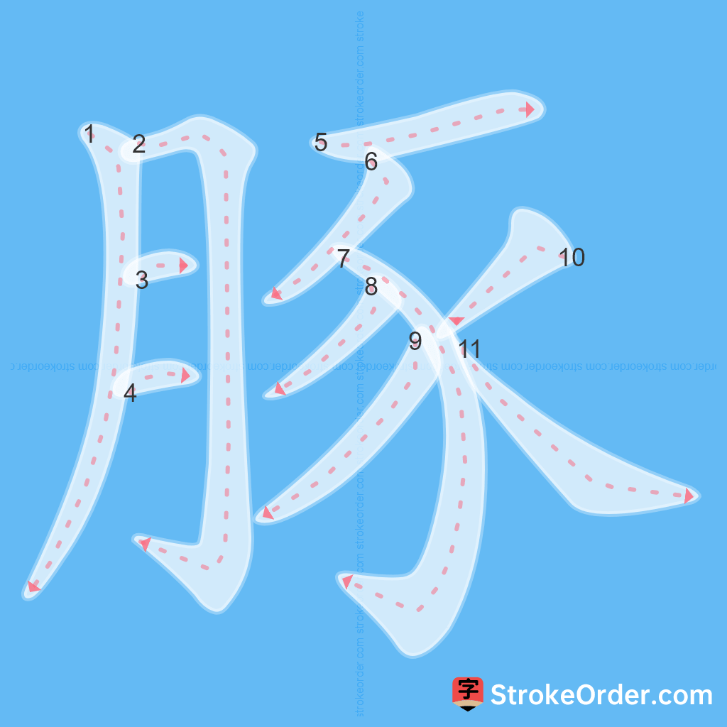 Standard stroke order for the Chinese character 豚